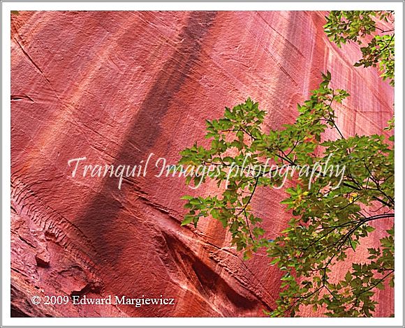 450639   Green Maples Leaves Contrast Against the Walls of Red Canyon